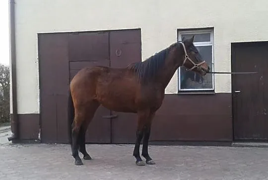 Kalina -gniada klacz