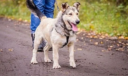 Podaruj Alfiemu nowe życie!, wielkopolskie Poznań