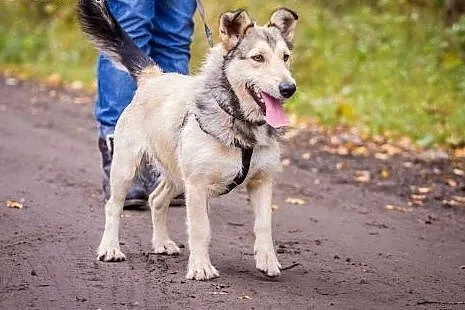 Podaruj Alfiemu nowe życie!,  wielkopolskie Poznań