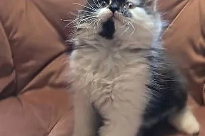 Maine coon chłopak