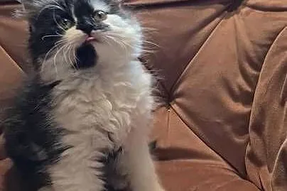 Maine coon chłopak, Świętokrzyskie, Polesie Mikułowskie