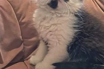 Maine coon chłopak, Świętokrzyskie, Polesie Mikułowskie