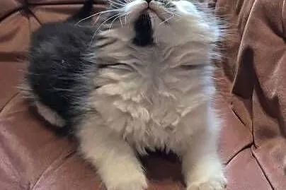 Maine coon chłopak, Świętokrzyskie, Polesie Mikułowskie