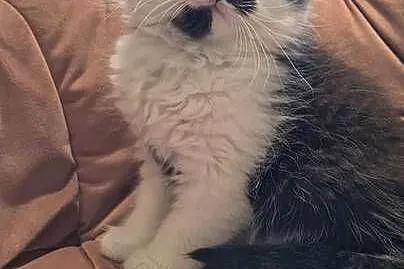 Maine coon chłopak, Świętokrzyskie, Polesie Mikułowskie