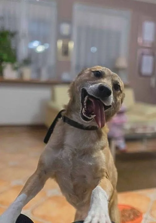 Dingo, bezkonfliktowy, 12 miesięczny wesołek, drob