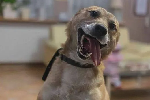 Dingo, bezkonfliktowy, 12 miesięczny wesołek, drob