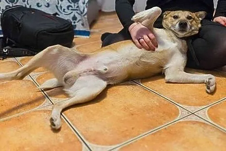 Dingo, bezkonfliktowy, 12 miesięczny wesołek, drob