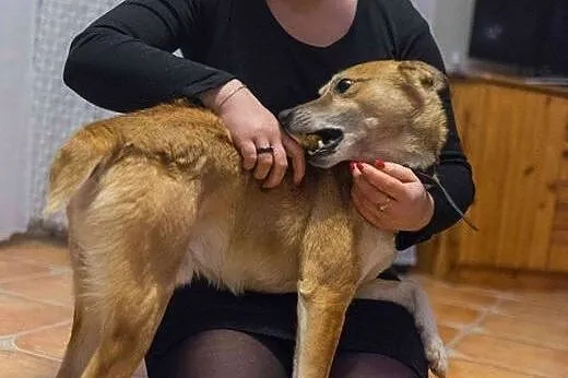 Dingo, bezkonfliktowy, 12 miesięczny wesołek, drob