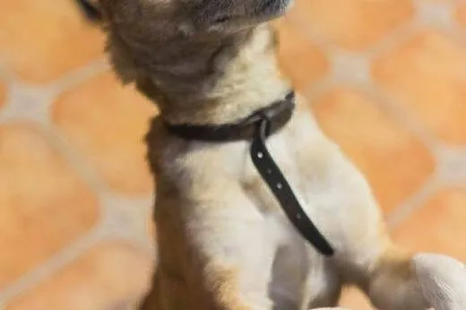 Dingo, bezkonfliktowy, 12 miesięczny wesołek, drob