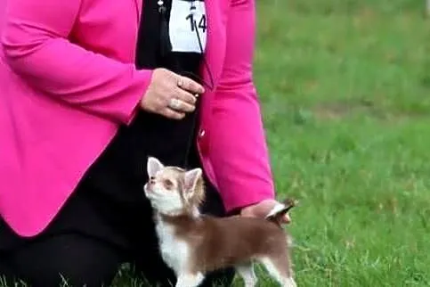 Chihuahua suczka