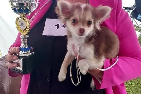 Chihuahua suczka, Opolskie, Strzelce Opolskie