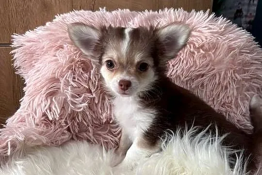 Chihuahua suczka, Opolskie, Strzelce Opolskie