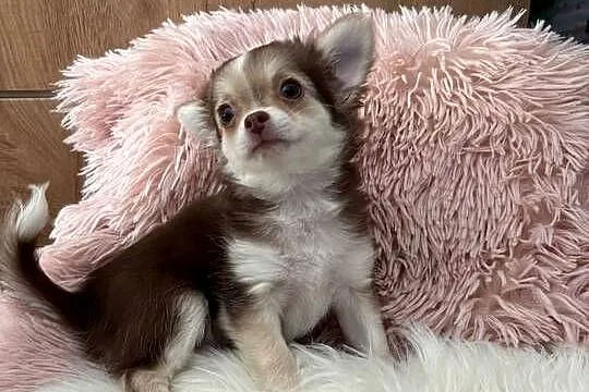 Chihuahua suczka, Opolskie, Strzelce Opolskie