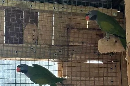 Aleksandretty chińske dwie pary plus młody, Wielkopolskie, Ślesin