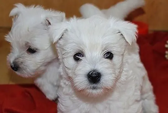 Szczeniaki West Highland White Terrier - Rezerwacj