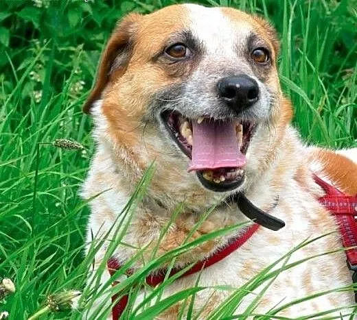 Bianka - śliczna biało ruda piękność do adopcji,