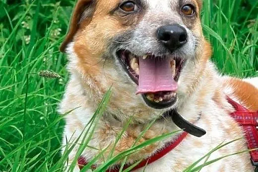 Bianka - śliczna biało ruda piękność do adopcji, mazowieckie Warszawa