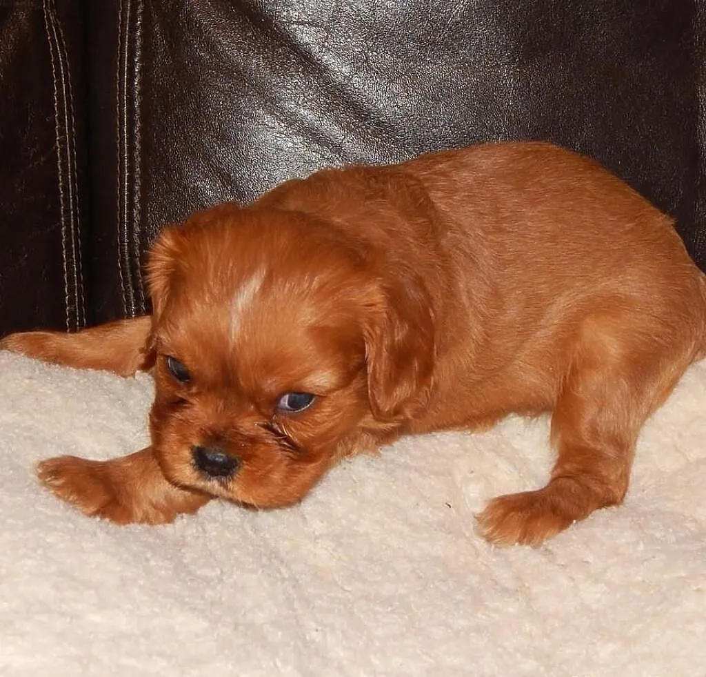 Cavalier King Charles Spaniel ( SUNIA )