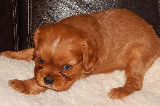 Cavalier King Charles Spaniel ( SUNIA )
