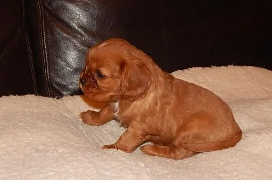 Cavalier King Charles Spaniel ( SUNIA )
