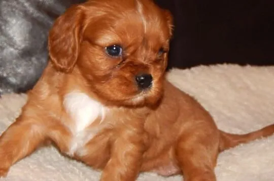 Cavalier King Charles Spaniel ( SUNIA )