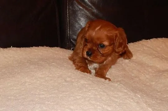 Cavalier King Charles Spaniel ( SUNIA )