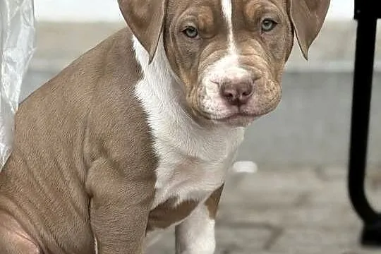 American bully xl suczka, Wielkopolskie, Czerlejno
