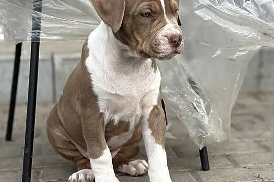 American bully xl suczka, Wielkopolskie, Czerlejno
