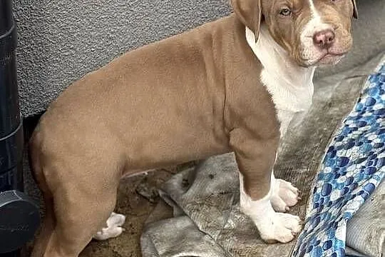American bully xl suczka, Wielkopolskie, Czerlejno