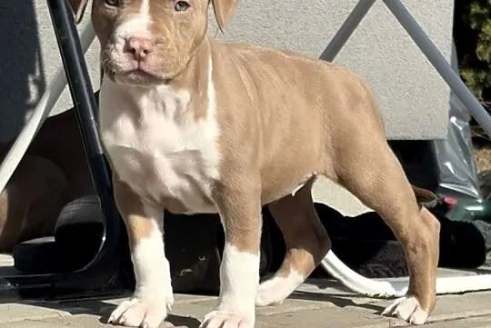 American bully xl suczka, Wielkopolskie, Czerlejno
