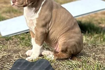 American bully xl suczka, Wielkopolskie, Czerlejno