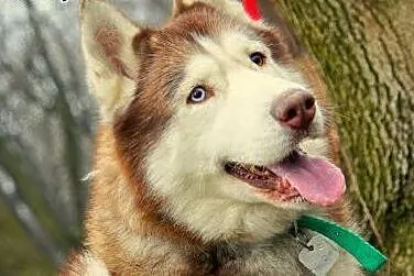 Timur - wspaniały pies w typie husky czeka na dom,