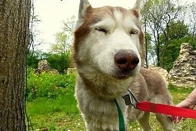 Timur - wspaniały pies w typie husky czeka na dom,