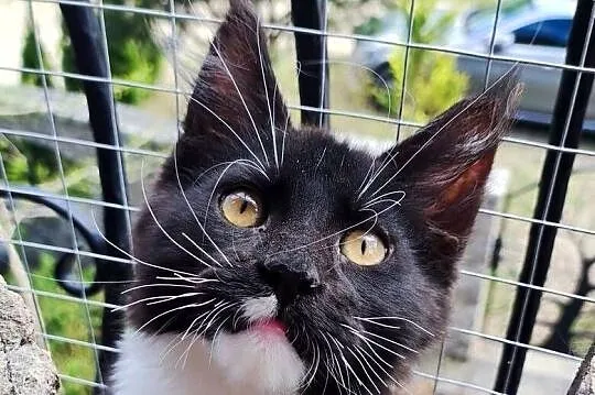 Czarno biały kocurek Maine Coon - Oreo - FPL