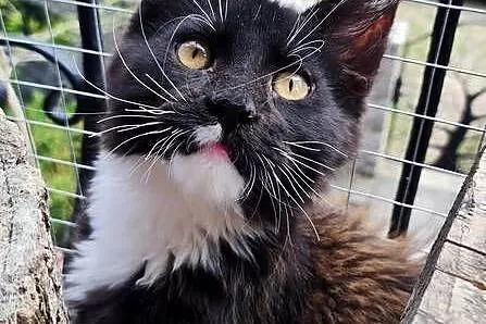 Czarno biały kocurek Maine Coon - Oreo - FPL, Pomorskie, Gdańsk