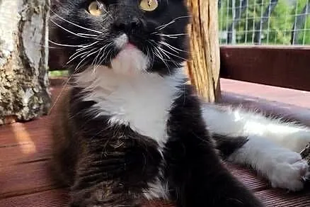 Czarno biały kocurek Maine Coon - Oreo - FPL, Pomorskie, Gdańsk