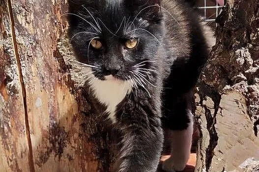 Czarno biały kocurek Maine Coon - Oreo - FPL, Pomorskie, Gdańsk