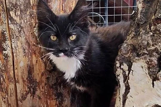 Czarno biały kocurek Maine Coon - Oreo - FPL, Pomorskie, Gdańsk