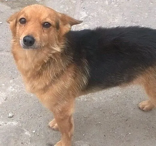 LAKI - mały piesek ze złamaną szczęką do adopcji,