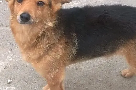 LAKI - mały piesek ze złamaną szczęką do adopcji, 