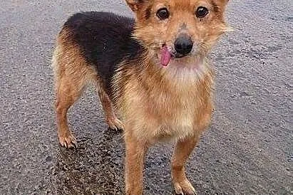 LAKI - mały piesek ze złamaną szczęką do adopcji, 