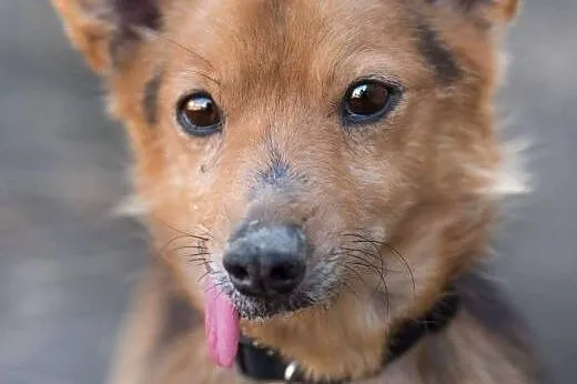 LAKI - mały piesek ze złamaną szczęką do adopcji, 