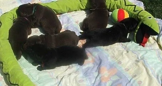 Labrador śliczne czekoladowe i czarne szczenięta,