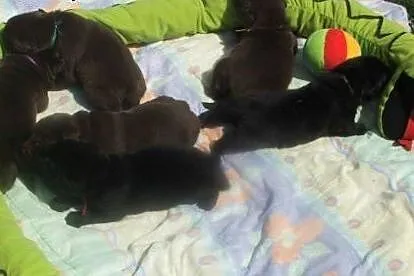 Labrador śliczne czekoladowe i czarne szczenięta, 