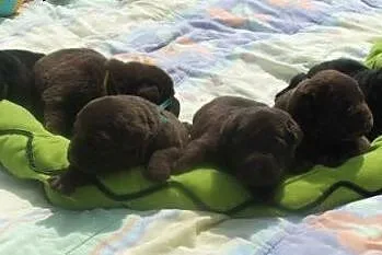 Labrador śliczne czekoladowe i czarne szczenięta, 
