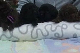 Labrador śliczne czekoladowe i czarne szczenięta, 