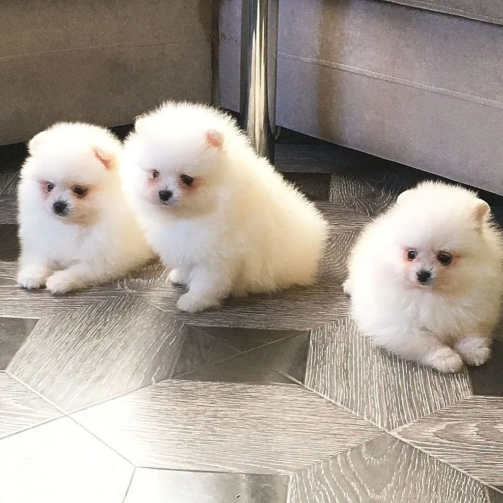 Pomeranian Sliczne malenkie szczenieta Miniaturka!!, Wielkopolskie, Kalisz