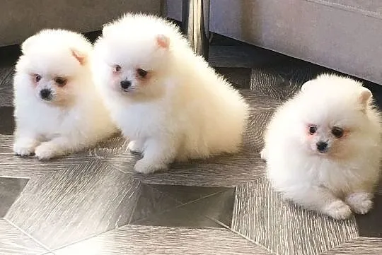 Pomeranian Sliczne malenkie szczenieta Miniaturka!, Kalisz