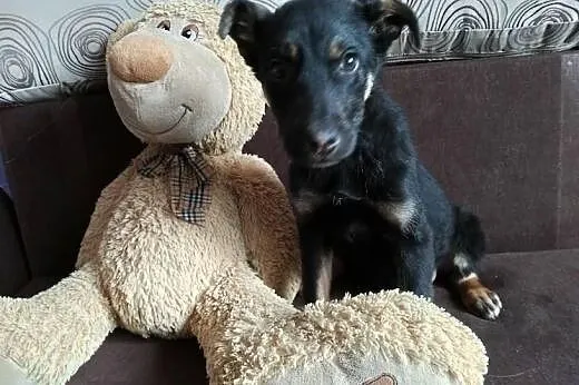 4 mies. szczeniak Kapsel do pilnej adopcji,  mazow