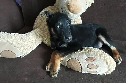 4 mies. szczeniak Kapsel do pilnej adopcji,  mazow